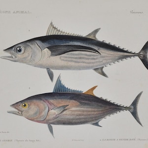 May include: An antique print featuring two detailed illustrations of tuna fish. The top fish is primarily silver with dark blue accents, while the bottom fish has pink and yellow hues. The print is on aged paper.