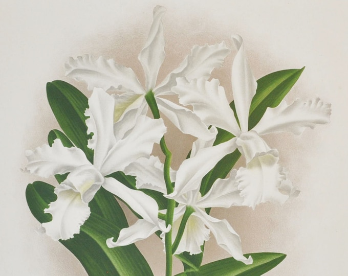 Laelio-cattleya elegans - Original Large Antique Orchid Print 1880s - orchidaceae, botanical, botany, flower, plant, linden, orchidee, white