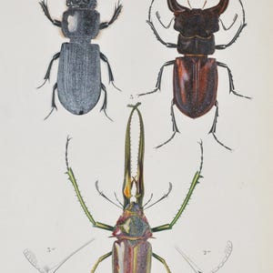 May include: Vintage entomology print featuring detailed illustrations of beetles. The print includes three different beetle species, each rendered with intricate detail and vibrant colors. The print has text at the top that reads "Insectes" and "COLEOPTÈRES PL".