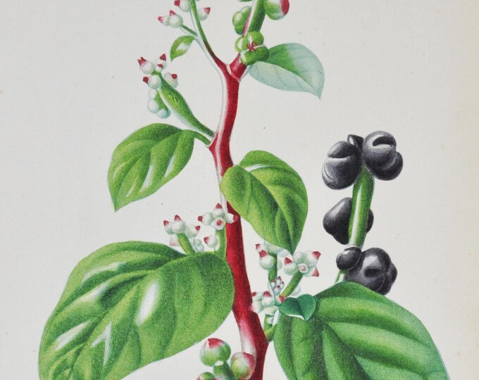 Vine Spinach - Hand-colored Original Antique Botanical Print - Orbigny engraving from 1849 (basella rubra Malabar Ceylon plant flower leaf)