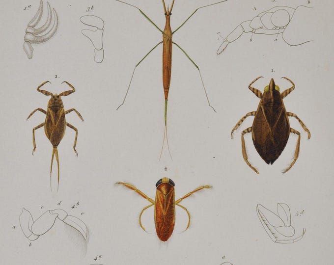 Giant Water Bug / Water Scorpion / Eurasian Water Stick Insect - Hand-colored Original Antique Insect Print - Cuvier engraving 1840s