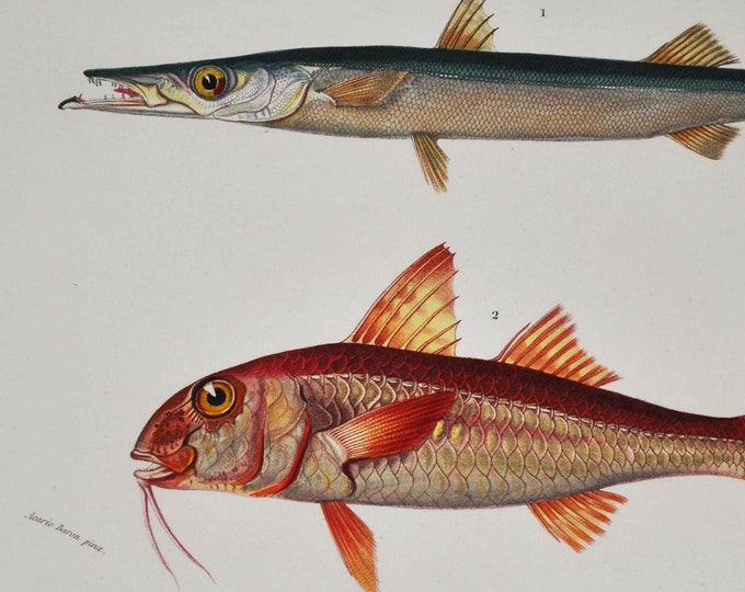 European Barracuda and Red Mullet - Hand-colored Original Antique Fish Print - Orbigny engraving from 1849 (Mediterranean predatory, mullus)