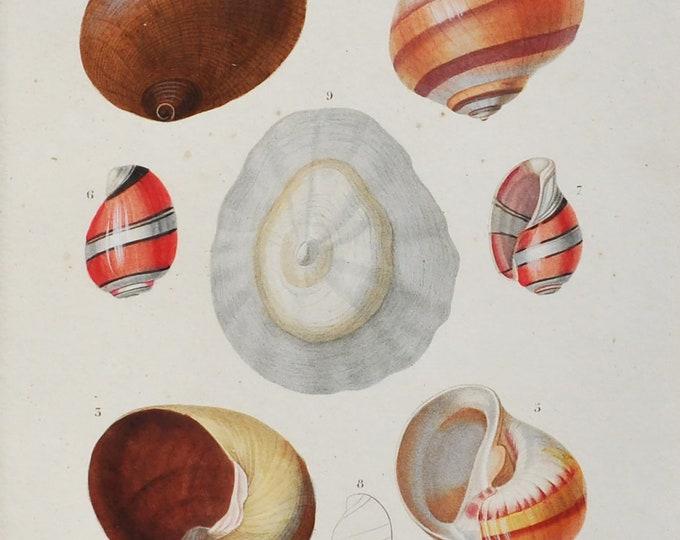 Bulla Aplustre, Natica Canrena - Hand-colored Original Antique Fish Print - Orbigny engraving from 1849 (shellfish shell sea urchins worms)