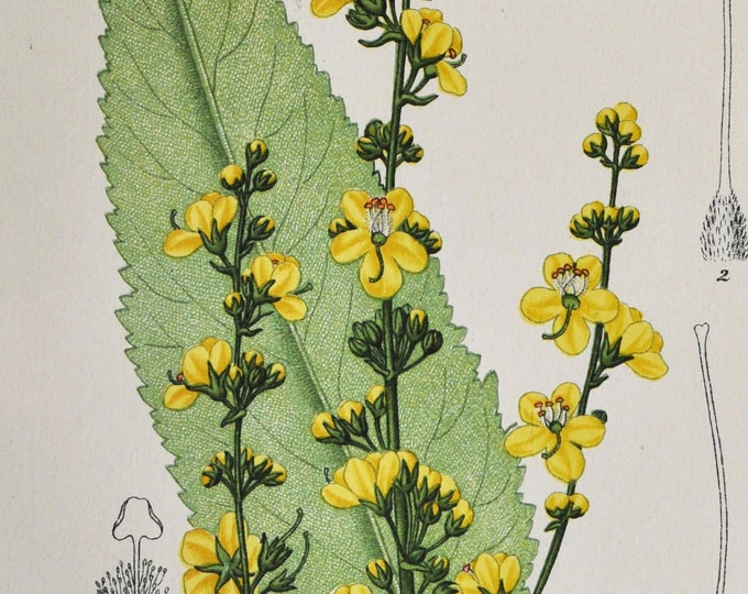 Oriental Mullein Print - Original Antique Botanical Print 1880s - Verbascum orientale (plant flower seed garden Scrophulariaceae yellow)