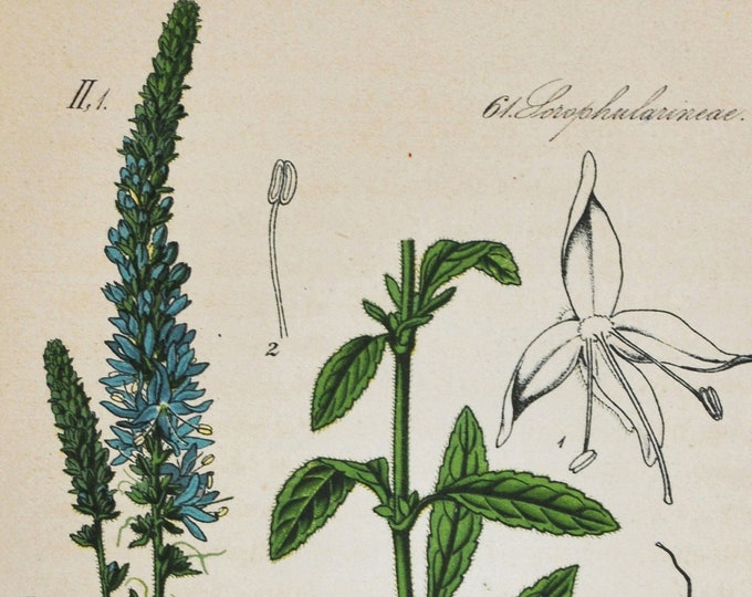 Spiked Speedwell Print - Original Antique Botanical Print 1880s - Veronica spicata (plant flower seed garden Plantaginaceae Royal Candles)
