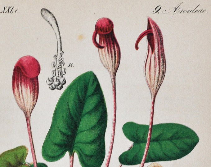 Friar's Cowl Print - Original Antique Botanical Print 1880s - Arum Arisarum / vulgare (plant flower larus herbaceous perennial rhizome pink)
