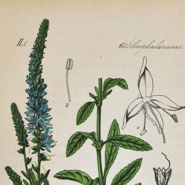 Spiked Speedwell Print - Original Antique Botanical Print 1880s - Veronica spicata (plant flower seed garden Plantaginaceae Royal Candles)