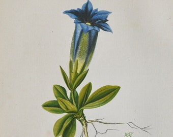 Trumpet Gentian Print - Original Antique Botanical Print 1880s - Gentiana excisa (plant flower garden seed Gentianaceae stemless blue alps)