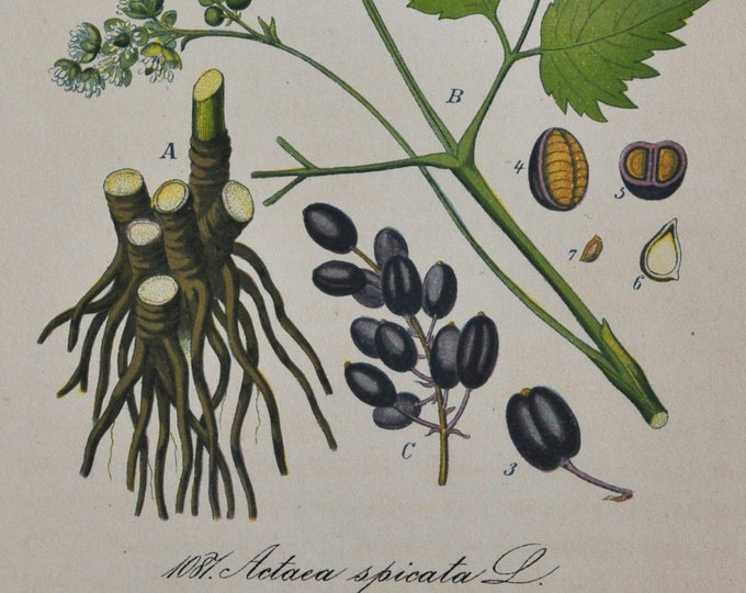 Baneberry Print - Original Antique Botanical Print 1880s - Actaea spicata (plant flower garden seed herb Christopher perennial europe black)