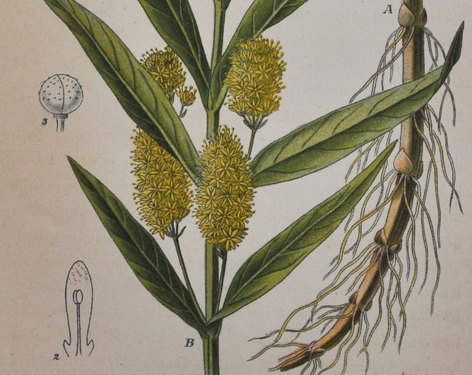 Tufted Loosestrife Print - Original Antique Botanical Print 1880s - Lysimachia thyrsiflora (plant flower seed garden yellow Primulaceae)