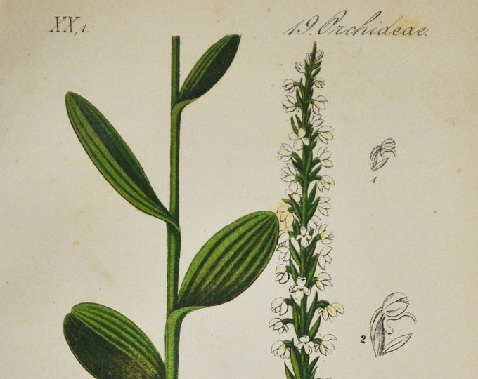 Small White Orchid Print - Original Antique Botanical 1880s - Gymnadenia albida (plant flower seed garden Orchis Orchidaceae Pseudorchis)