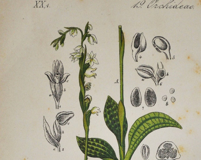 Creeping Lady's-Tresses Orchid Print - Original Antique Botanical 1880s - Goodyera repens (plant flower dwarf lesser rattlesnake plantain)