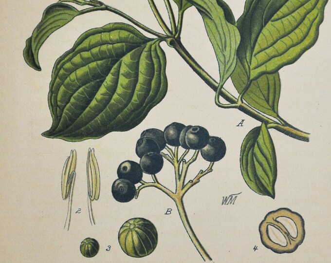 Common Dogwood Print - Original Antique Botanical Print 1880s - Cornus sanguinea (plant flower seed garden bloody Cornaceae Dogberries)
