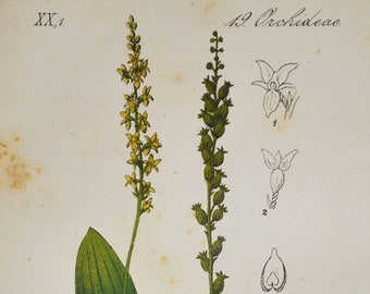 White Adder's Mouth Orchid Print - Original Antique Botanical 1880s - Microstylis monophyllos (plant flower seed Orchidaceae Malaxis europe)