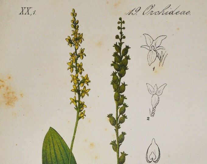 White Adder's Mouth Orchid Print - Original Antique Botanical 1880s - Microstylis monophyllos (plant flower seed Orchidaceae Malaxis europe)