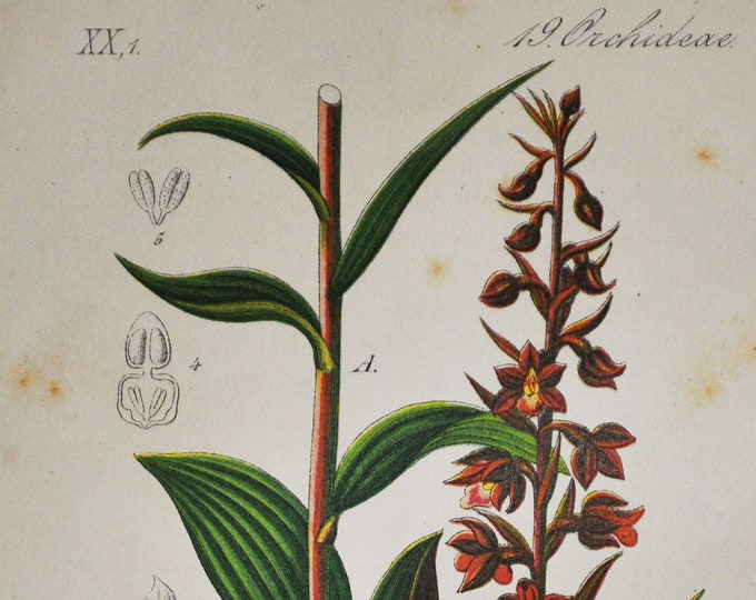 Royal Helleborine Orchid Print - Original Antique Botanical 1880s - Epipactis rubiginosa (plant flower seed Orchidaceae dark red atrorubens)