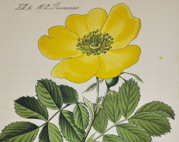 Austrian Briar Print - Original Antique Botanical Print 1880s - Rosa lutea (plant flower seed garden Rosaceae yellow europe Austrian Rose)