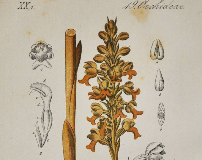 Bird's-Nest Orchid Print - Original Antique Botanical 1880s - Neottia nidus-avis (plant flower seed Orchidaceae Europe Epidendroideae)