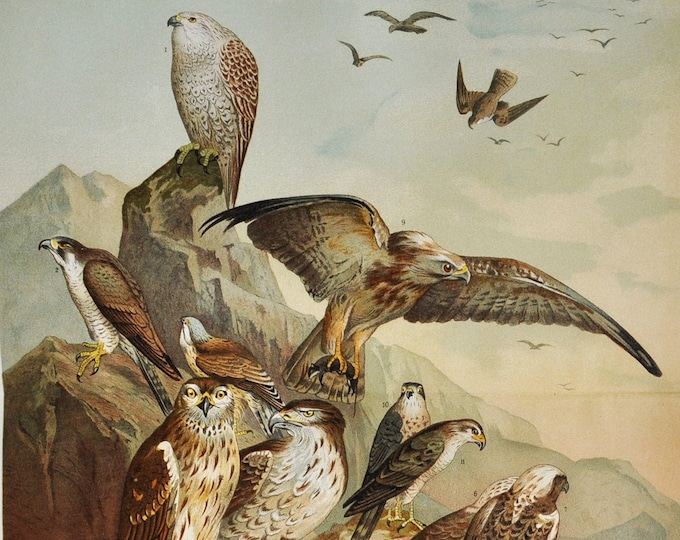 Birds of Prey - Original Antique Bird Print - 1906 (raptors, northern goshawk, hawk, Eurasian sparrowhawk, gyrfalcon, falcon, milvus)