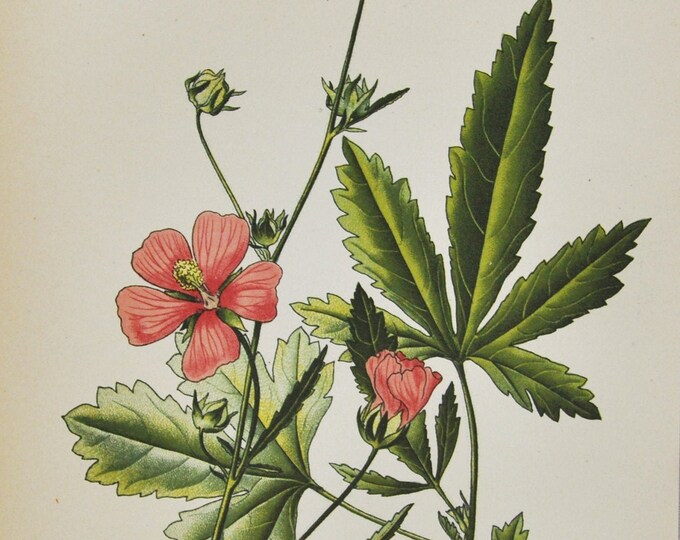 Palm-Leaf Marshmallow Print - Original Antique Botanical Print 1880s - Althaea cannabina (plant flower garden seed hemp-leaved hollyhock)