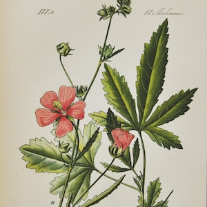 Palm-Leaf Marshmallow Druck - Original antike botanische Druck 1880er Jahre - Althaea Cannabina (Pflanze Blume Garten Samen Hanf-leaved Hollyhock)