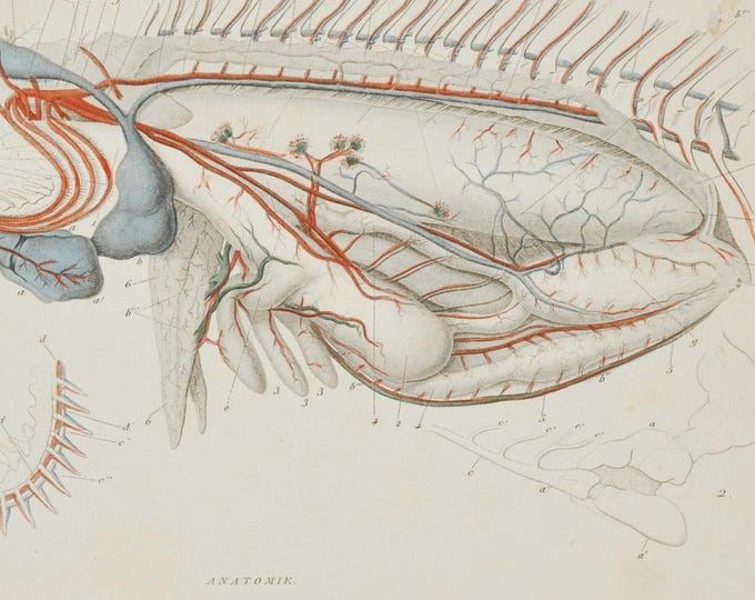 Anatomy of a Fish - Hand-colored Original Antique Fish Print - Cuvier engraving 1840s