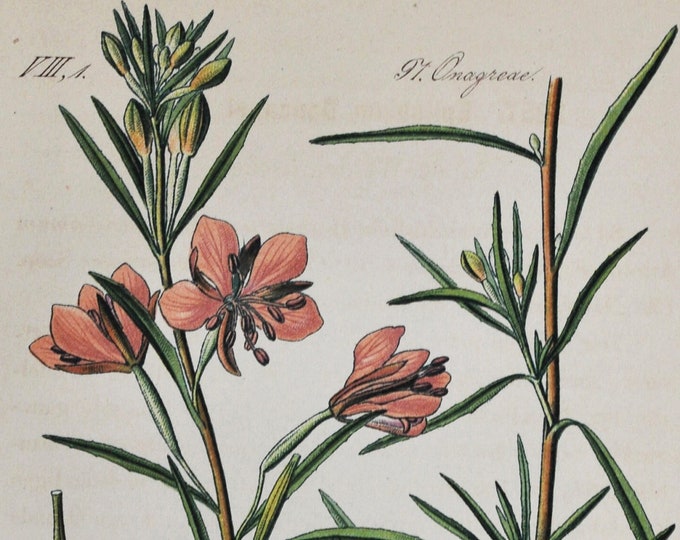 Alpine Willowherb Print - Original Antique Botanical Print 1880s - Epilobium dodonaei (plant flower seed garden pink purple willow herb)