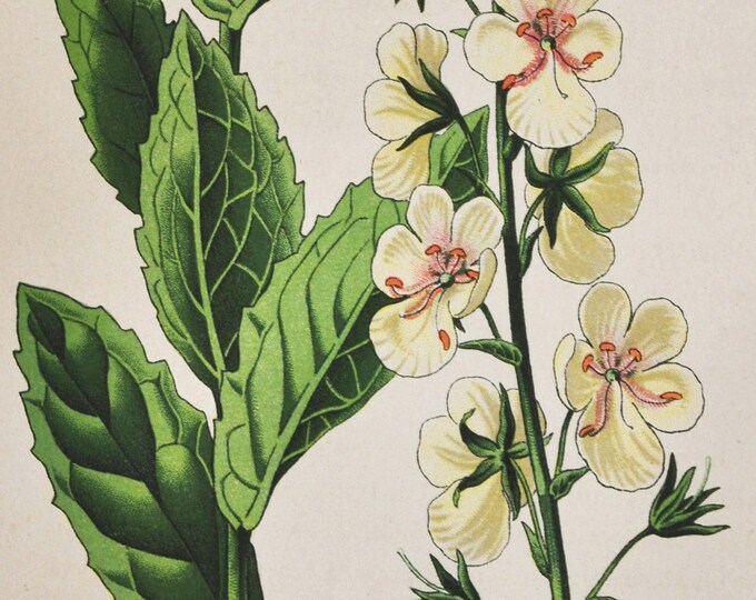 Moth Mullein Print - Original Antique Botanical Print 1880s - Verbascum blattaria (plant flower seed garden Scrophulariaceae europe white)