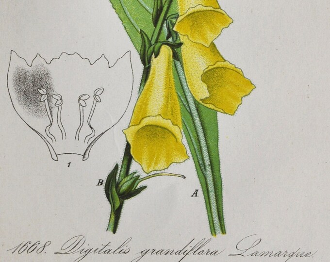 Yellow Foxglove Print - Original Antique Botanical Print 1880s - Digitalis grandiflora (plant flower seed big-flowered large toxic europe)