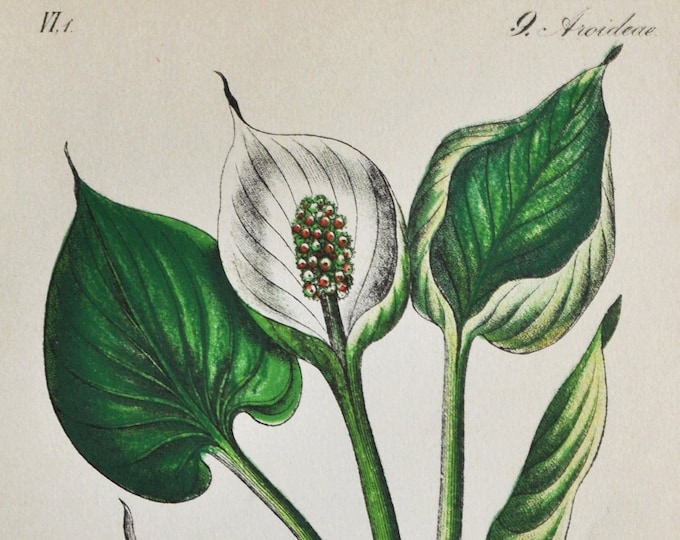 Water-Arum Print - Original Antique Botanical Print 1880s - Calla palustris (plant flower seed bog marsh wild squaw claw marsh pond swamp)