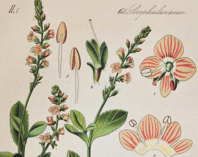 Heath Speedwell Print - Original Antique Botanical Print 1880s - Veronica officinalis (plant flower seed garden Plantaginaceae europe pink)