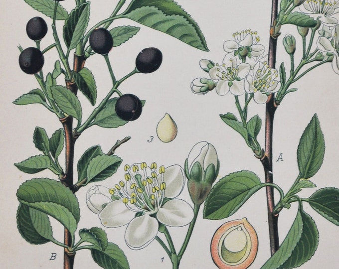 St Lucie Cherry Print - Original Antique Botanical Print 1880s - Prunus mahaleb (plant flower seed rosaceae rose tree fruit mahleb white)