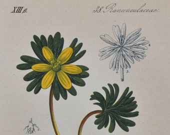 Winter Aconite Print - Original Antique Botanical Print 1880s - Eranthis hyemalis (plant flower seed garden yellow Ranunculaceae europe)