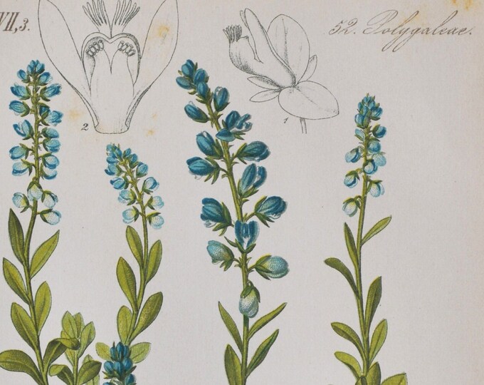 Bitter Milkwort Print - Original Antique Botanical Print 1880s - Polygala amara (plant flower garden seed herb herbal wildflower pollom)