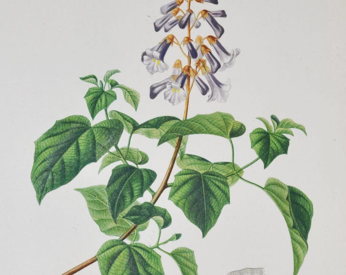 Paulownia - Hand-colored Original Antique Botanical Print - Orbigny engraving from 1849 (imperialis plant flower white purple china japan)