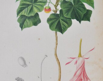 Astrapoea Wallichii - Hand-colored Original Antique Botanical Print - Orbigny engraving from 1849 (plant flower seed tree shrub pink garden)