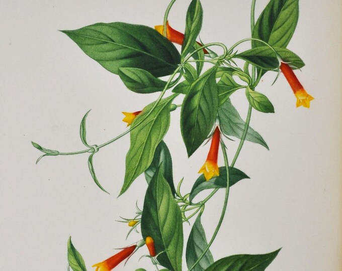 Candy Corn Vine - Hand-colored Original Antique Botanical Print - Orbigny engraving 1849 (manettia bicolor flower wild garden seed plant)