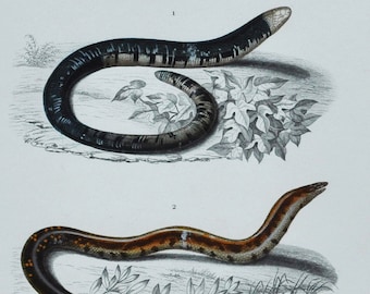 Black-And-White Worm Lizard / West Indian Blind Snake / Shield Tail - Hand-colored Original Antique Reptile Print - Orbigny engraving 1849