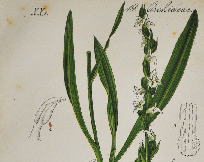 Summer Lady's-Tresses Orchid Print - Original Antique Botanical 1880s - Spiranthes aestivalis (plant flower seed Cranichideae Europe white)