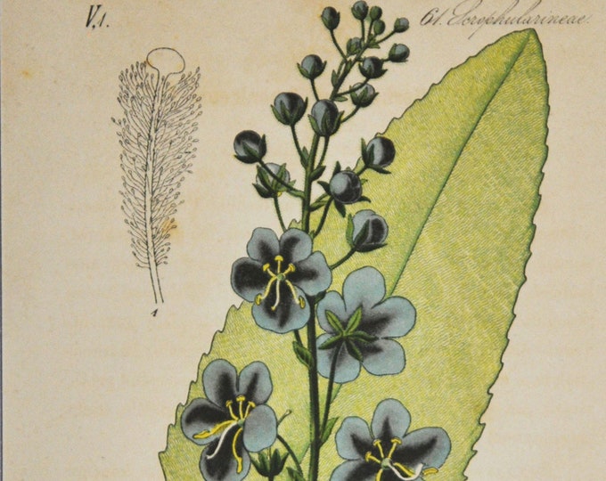 Purple Mullein Print - Original Antique Botanical Print 1880s - Verbascum phoeniceum (plant flower seed garden Scrophulariaceae europe blue)
