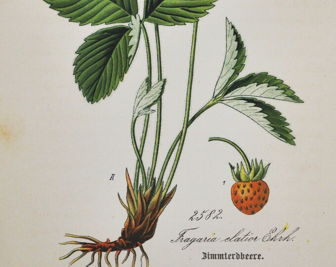 Musk Strawberry Print - Original Antique Botanical Print 1880s - Fragaria elatior (plant flower seed garden red hautbois moschata hautboy)