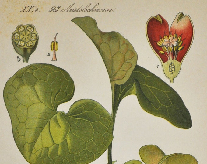 European Wild Ginger Print - Original Antique Botanical Print 1880s - Asarum europaeum (plant flower seed asarabacca hazelwort spikenard)