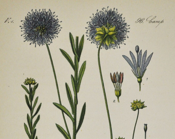 Blue Buttons Print - Original Antique Botanical Print 1880s - Jasione montana (plant flower seed garden sheep's-bit bonnets daisy iron)