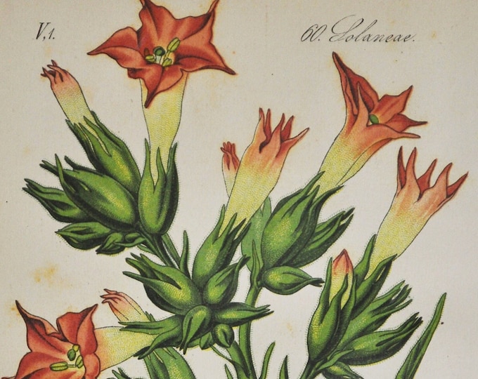 Cultivated Tobacco Print - Original Antique Botanical Print 1880s - Nicotiana tabacum (plant flower seed garden europe Solanaceae smoking)