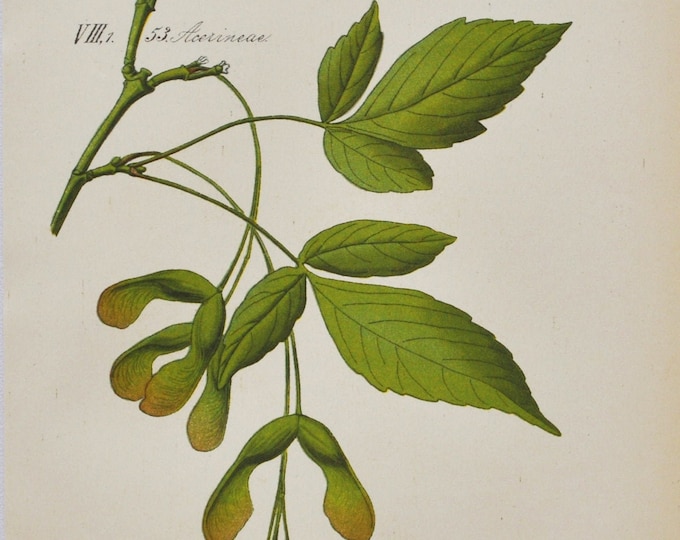 Boxelder Maple Print - Original Antique Botanical Print 1880s - Acer negundo (plant flower garden seed tree soapberry sapindaceae europe)