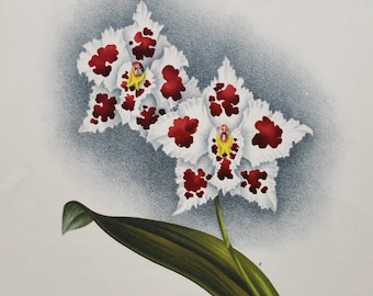 Odontoglossum Crispum La Merveille - Original Large Antique Orchid Print 1880s - orchidaceae botanical botany plant flower linden orchidee