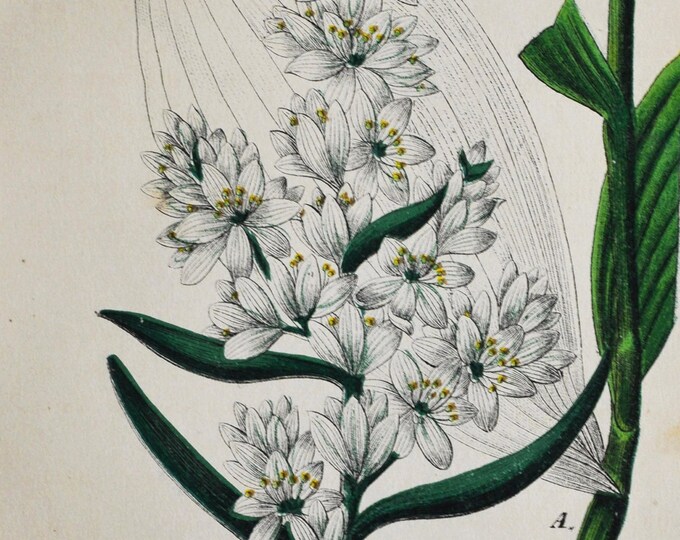 White Hellebore Print - Original Antique Botanical Print 1880s - Veratrum album (plant flower seed veratrum european helleborine poisonous)