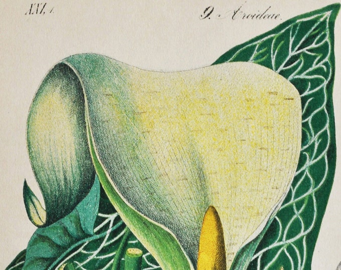 Italian Arum Print - Original Antique Botanical Print 1880s - Arum italicum (plant flower seed lords-and-ladies Araceae europe Mediterranean