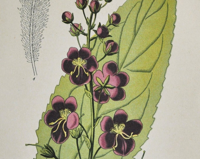 Purple Mullein Print - Original Antique Botanical Print 1880s - Verbascum phoeniceum (plant flower seed garden Scrophulariaceae europe)