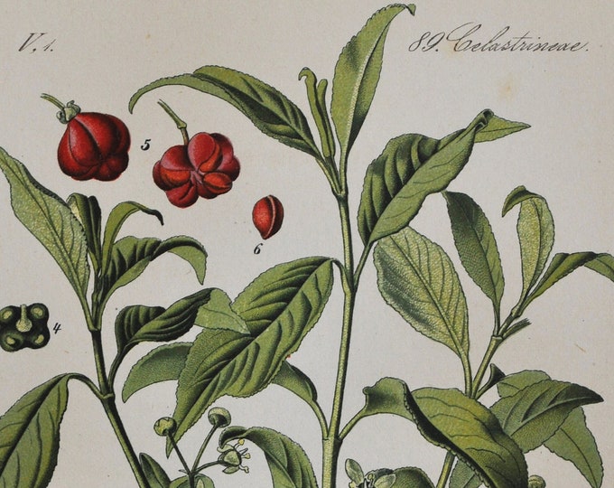 European Spindle Print - Original Antique Botanical Print 1880s - Euonymus europaeus (plant flower garden seed celastraceae common red tree)